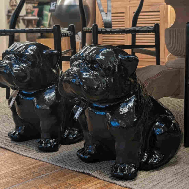 Französische Bulldogge FATTY