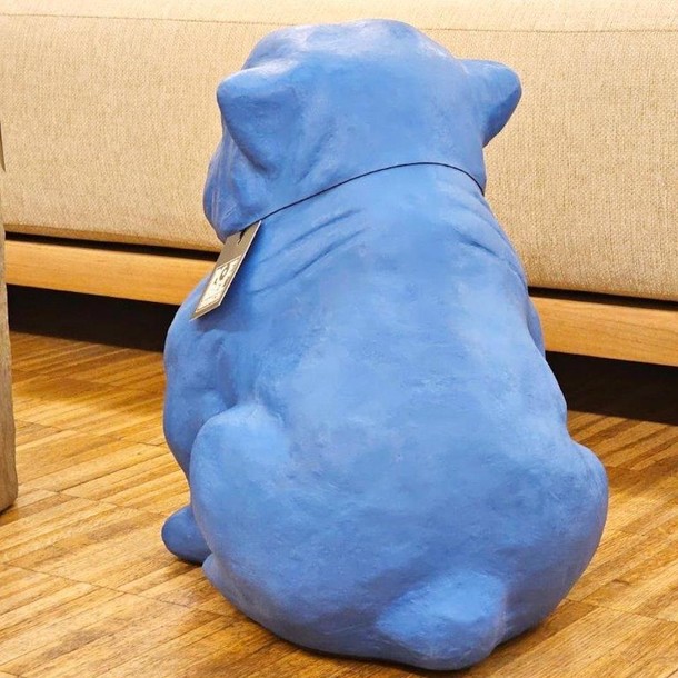 Französische Bulldogge FATTY